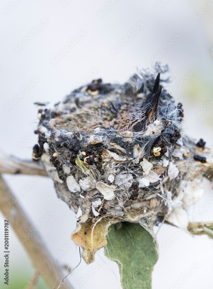 Fototapeta premium Baby Hummingbirds In A Humingbird Nest