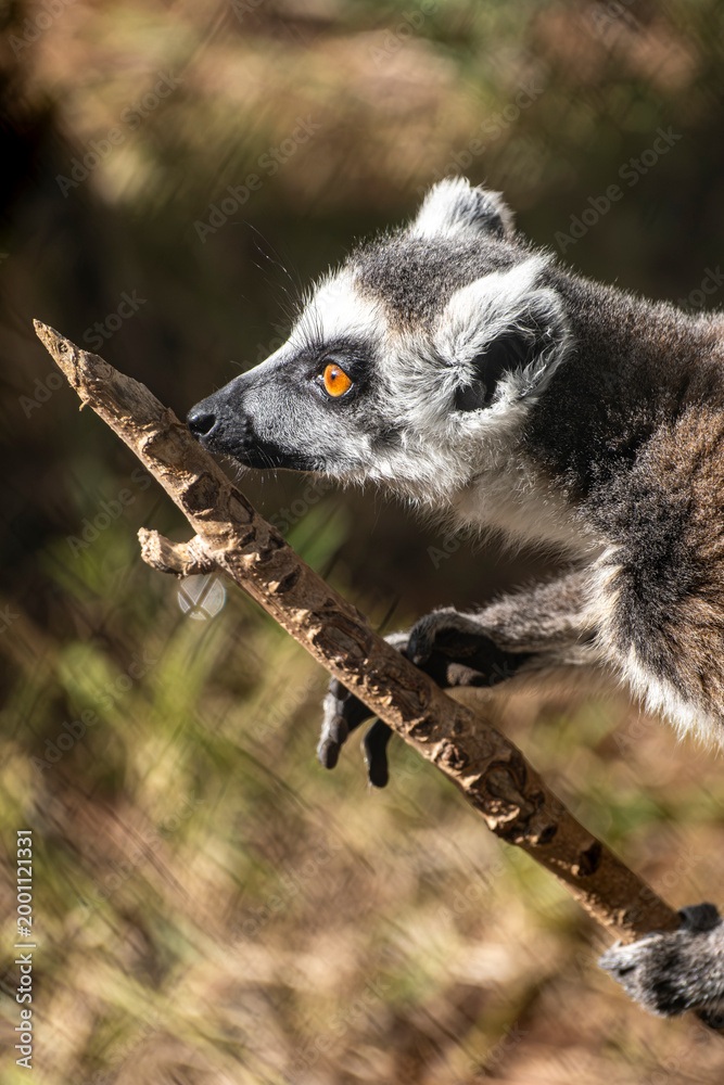 Obraz premium Ring Tailed Lemur Animal Portrait in Nature. Lemur Portrait Close Up in Natural Habitat. Lemur Close Up with Detailed Fur and Eyes.