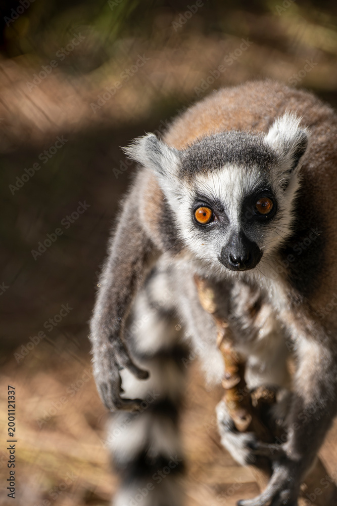 Naklejka premium Ring Tailed Lemur Animal Portrait in Nature. Lemur Portrait Close Up in Natural Habitat. Lemur Close Up with Detailed Fur and Eyes.