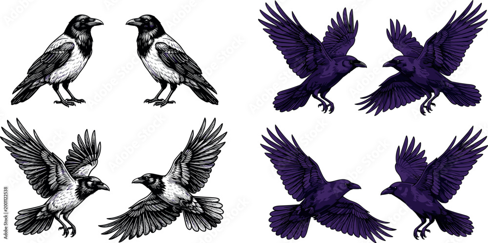 Fototapeta premium Dark Gothic Black and Purple Raven Crow Bird Collection in Standing and Flying Poses on White Background Vector Illustration Set