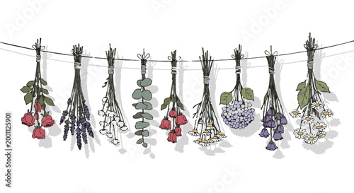 Bunches of drying flowers and herbs hanging upside down on line. Botanical vector illustration