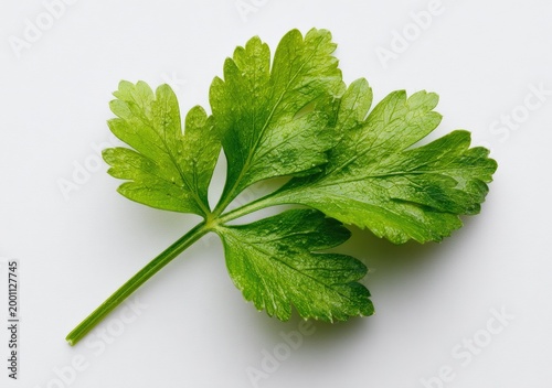 Fresh Green Parsley Leaf Isolated on White Background Studio Shot.