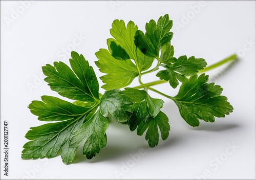 Fresh Green Parsley Herb Sprig Isolated on White Background.