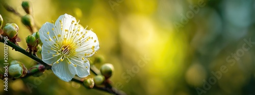 Delicate White Plum Blossom in Soft Sunlight with Blurred Green Background.