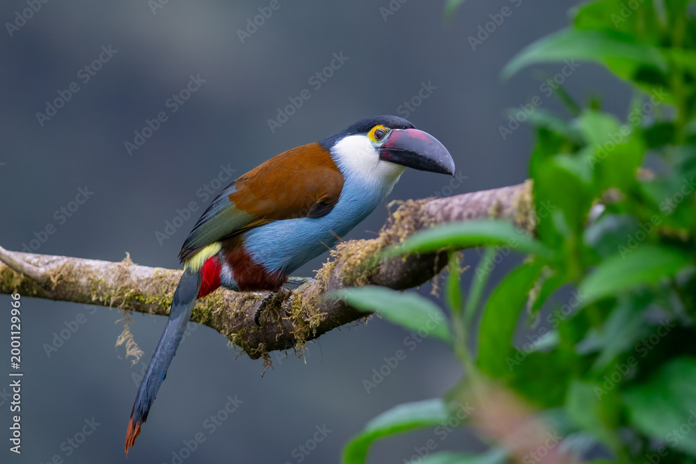 Obraz premium Colorful Black-billed Mountain-Toucan Perched on Mossy Branch in Colombia