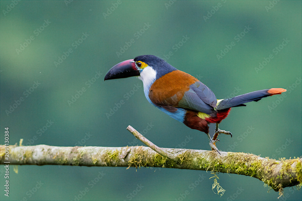Obraz premium Black-billed Mountain-Toucan Perched on Mossy Branch in Colombian Forest