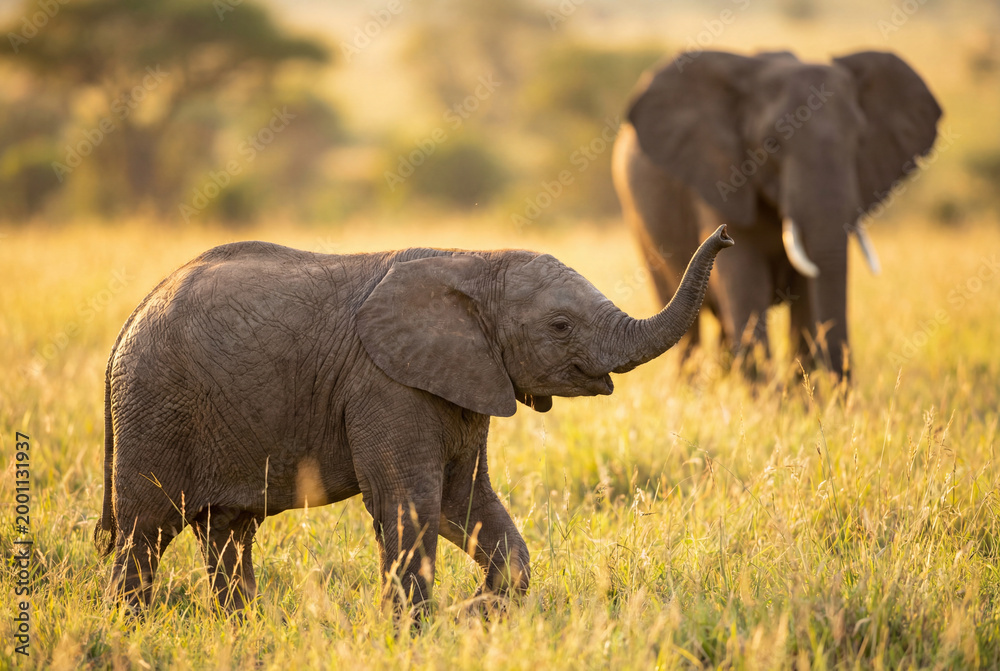 Fototapeta premium Playful baby elephant raising trunk in golden grass