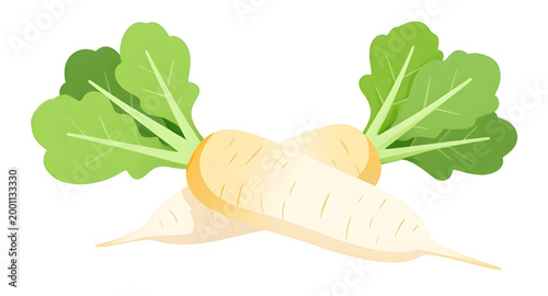 daikon, radish, vegetable, white, fresh, root, healthy, organic, food, natural, farm, ingredient, vegan, nutrition, isolated, winter, simple