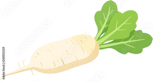 daikon radish isolated, white root vegetable, fresh winter radish, organic daikon produce, healthy farm vegetable, natural food ingredient, asian cooking vegetable, vegan kitchen ingredient, fresh mar