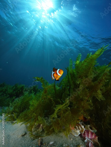 Clownfish swimming among seaweed in clear ocean water with sunlight