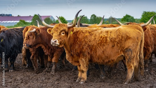 Highland cattle herd grazing in a pasture with green trees and buildings