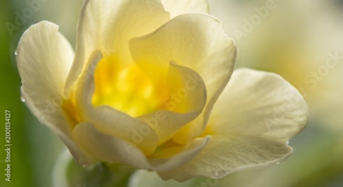 Close-up of delicate yellow flower petals with soft green background