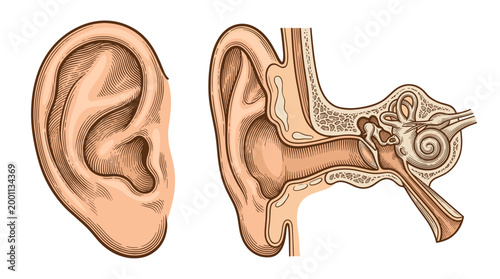 Anatomical illustration of the human ear, showing the external structure and a cross-section of the inner ear with its intricate components.