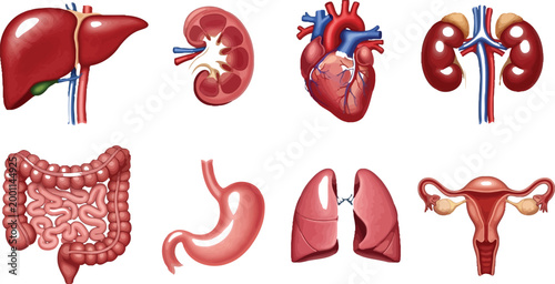 Human organ system illustration set Vector