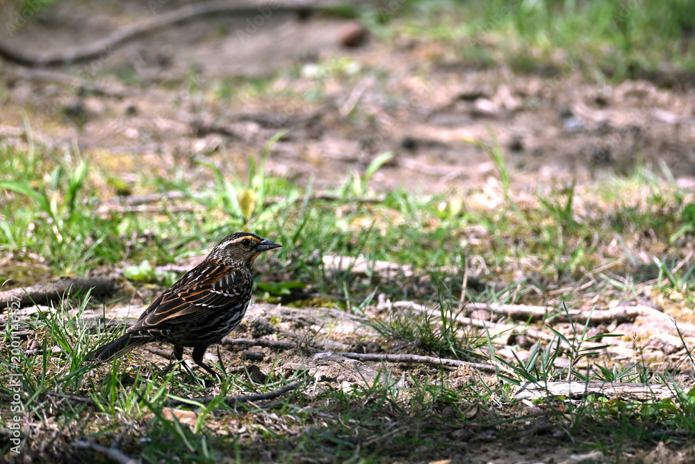 Fototapeta premium Female Red-Winged Blackbird