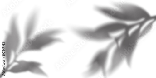 Tree Leaf Plant Shadow Overlay on White Wall. Realistic Nature Background with Sun Light Effect. Summer Foliage Reflection. Tree Branches with Leaves Shadow Gradation Pattern.