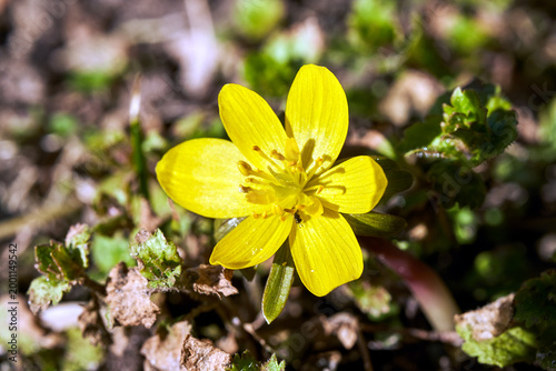 Photos Close-up of a blooming yellow aconite flower in a meadow in spring