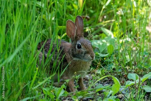 Canvas Print Occoquan wildlife refuge - alert rabbit peeking out from behind tall grasses