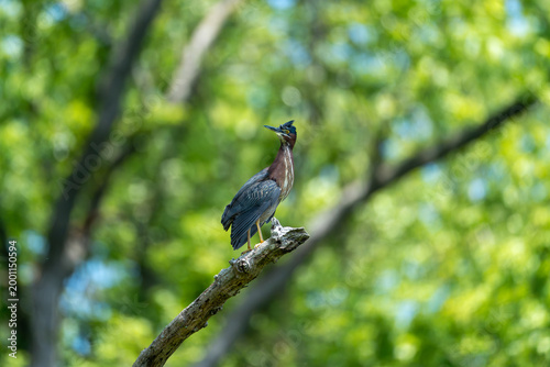 Occoquan wildlife refuge - green heron perched on a sunny branch looking left
