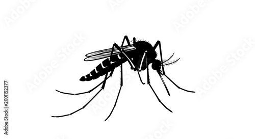 Close up of a mosquito insect.