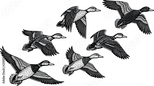 Five ducks flying in a formation Vector