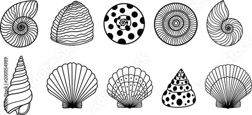 Black and white illustration of different seashells Vector