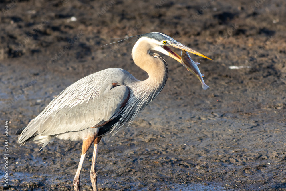 Fototapeta premium Great blue heron, Ardea herodias, catching and eating a fish during golden hour in Spring