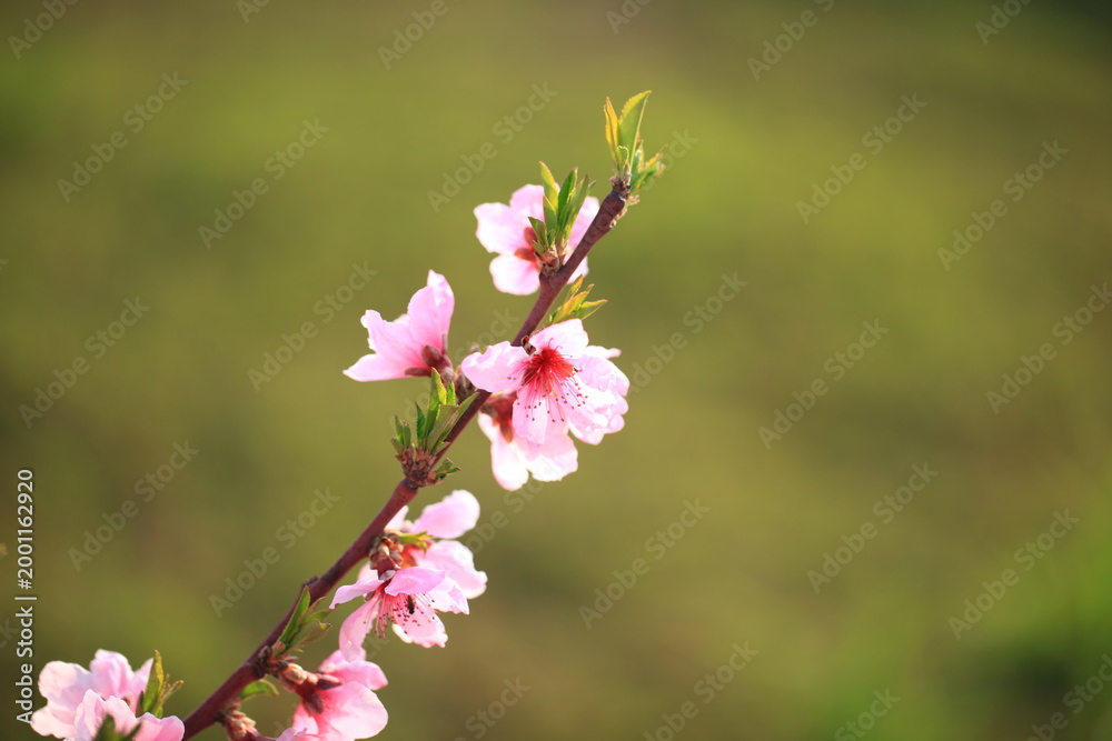 Obraz premium Peach trees blossom in spring