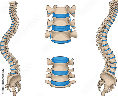 Human Spine Anatomy Set with Vertebrae and Intervertebral Discs, Front and Side Views of Vertebral Column Medical Vector Illustration