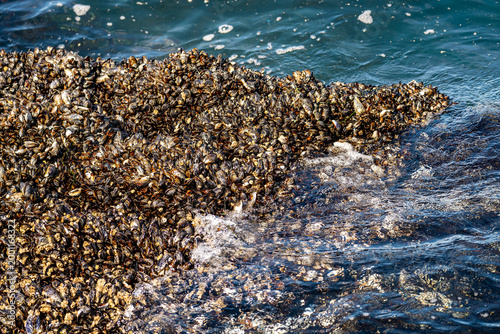 Wild Mussels (Mytilus californianus) on Rocky Shore at Low Tide in Monterey, California