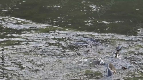 繁殖活動をする鯉の群れ