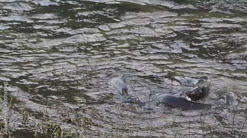 繁殖活動をする鯉の群れ