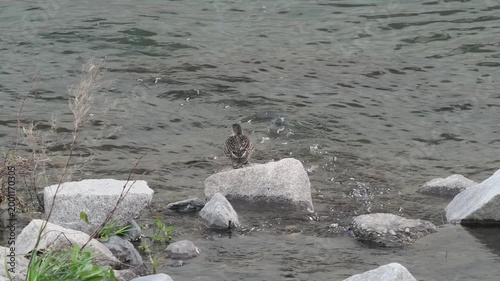 水辺で休む鴨の後ろ姿