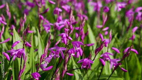 花壇に咲いたシランの花