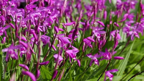 花壇に咲いたシランの花