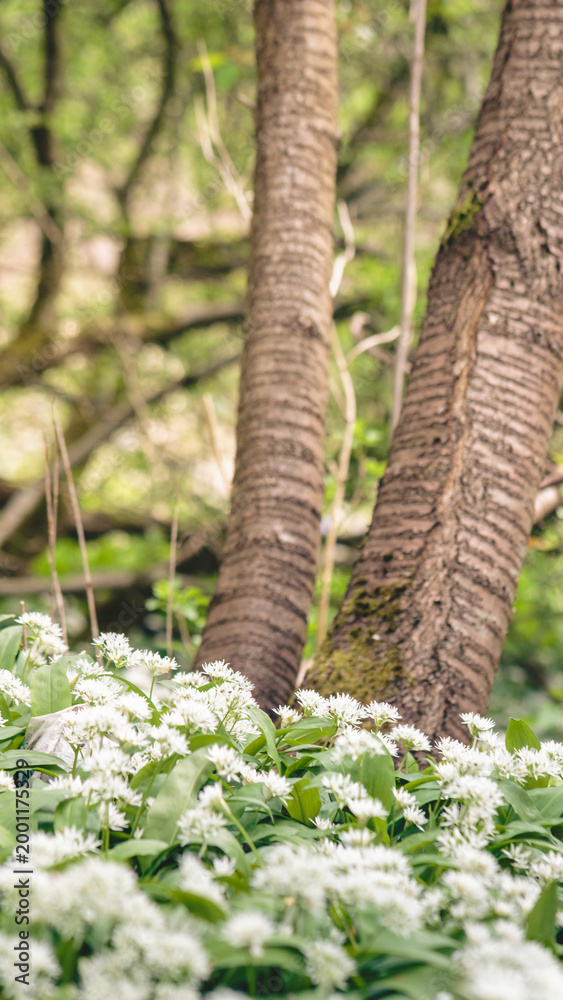 Fototapeta premium Bluebells and Wild Garlic, Blue Bell Woods, Morpeth, Northumberland Spring 2025