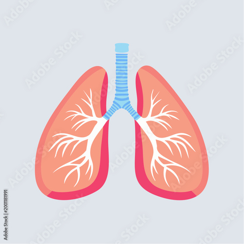 Illustration of Human Lungs and Trachea