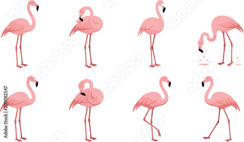 Cute Cartoon Pink Flamingo Bird Collection Set in Different Poses Like Standing Walking Drinking and Resting Vector Illustration on White Background