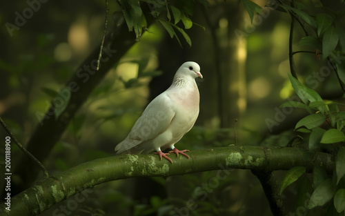 A white pigeon on a green tree branch in the forest.