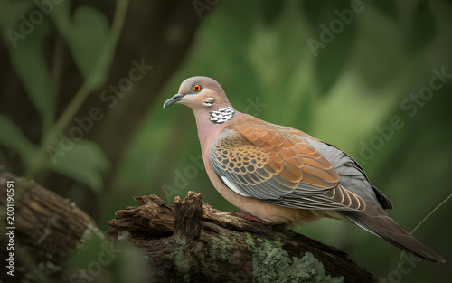 A Rufous Turtle Dove sits quietly on a tree branch, showing its beautifully patterned brown and grey feathers, creating a calm and natural scene.

