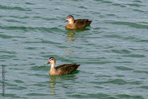Pacific Black duck on lake