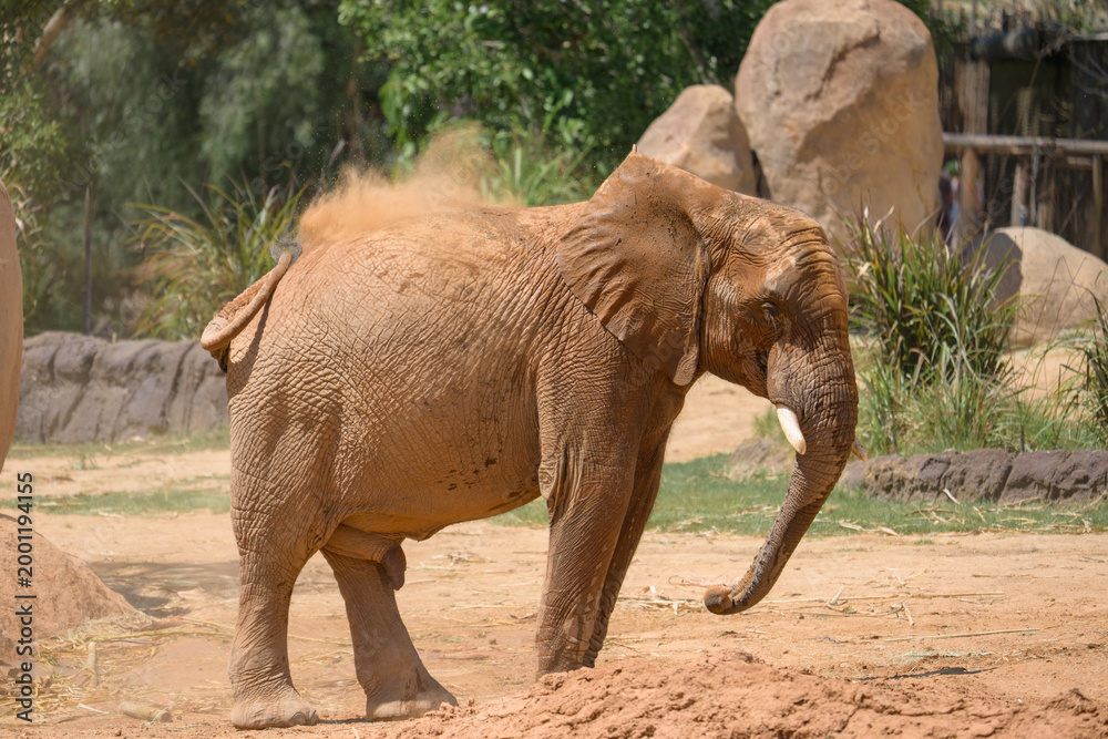 Naklejka premium Elephant Valley at the Safari Park