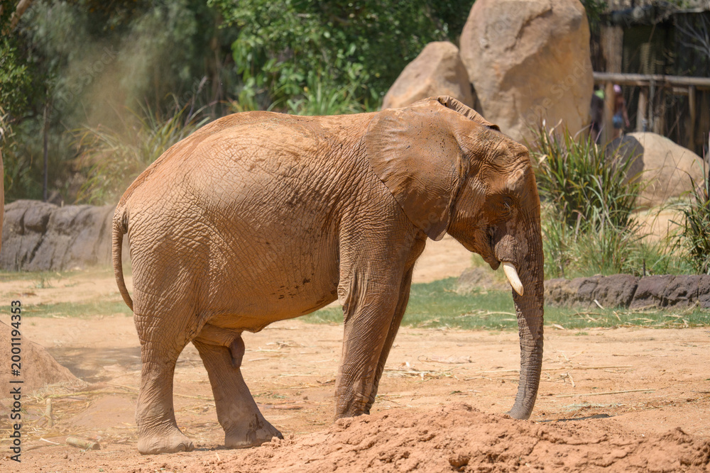 Fototapeta premium Elephant Valley at the Safari Park