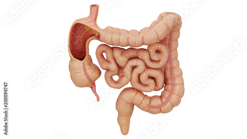 Tableau sur toile 3d rendering human intestine