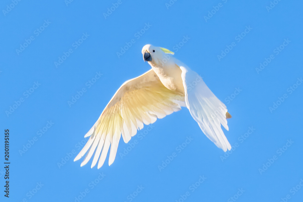 Obraz premium Sulphur-crested Cockatoo set against the morning blue sky