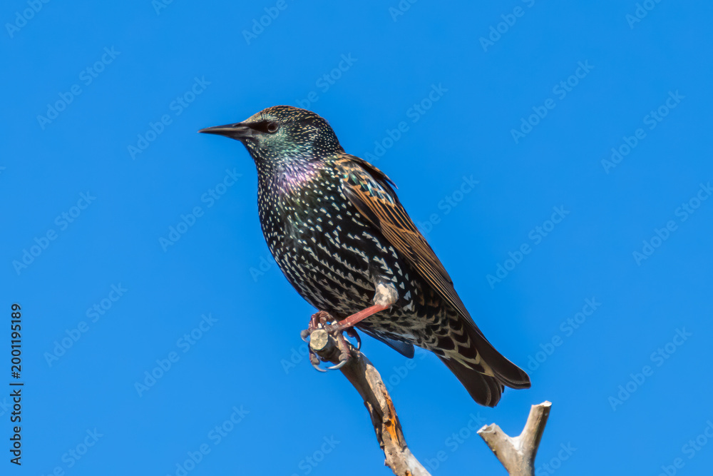 Fototapeta premium Common Starlings perched on a tree branch
