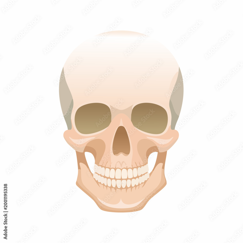 Fototapeta premium Anatomical Human Skull Frontal View With Detail Dental Structure And Empty Eye Sockets