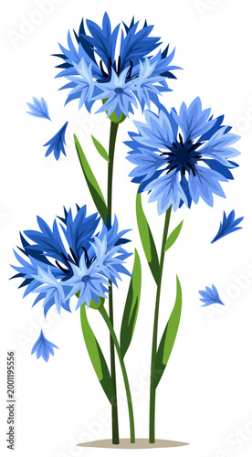 фотографія Blue cornflowers isolated on a white background
