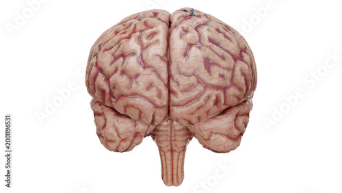 Photos 3d rendering human brain cerebrum brainstem