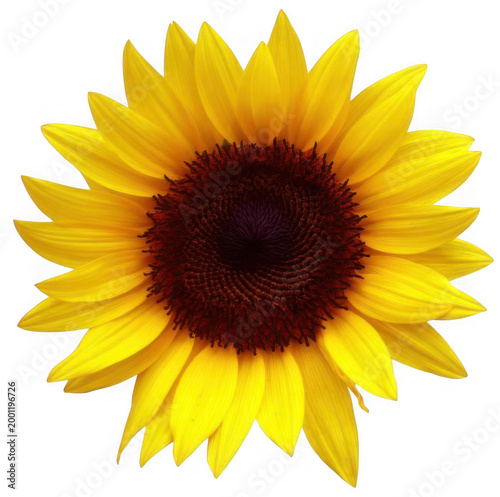 A large sunflower with bright yellow petals and a dark center blooms in a garden.